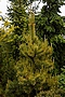 Pinus sylvestris Krzysiek IMG_4945 Sosna pospolita